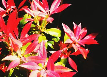 Close-up of flowers blooming outdoors