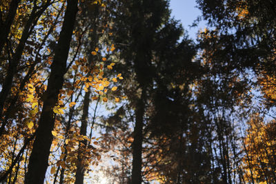 Low angle view of trees in forest during autumn