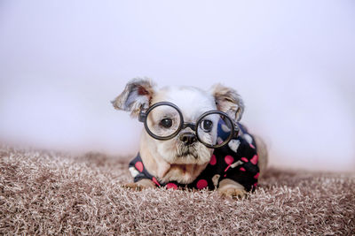 Portrait of a dog