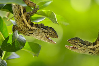 Close-up of lizard on plant