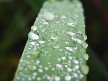 Close-up of wet leaf