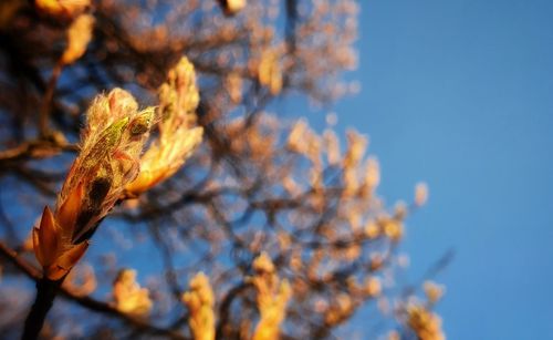 Low angle view of plant against sky