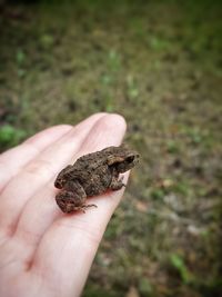 Close-up of hand holding lizard