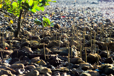 Plants growing on beach