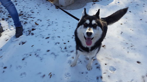 Husky in snow