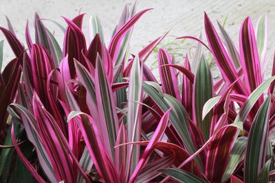 Close-up of pink flowering plants on field