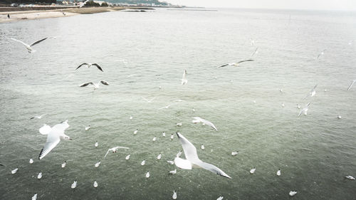 High angle view of seagulls flying over sea