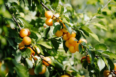 Yellow wax cherry fruit on tree