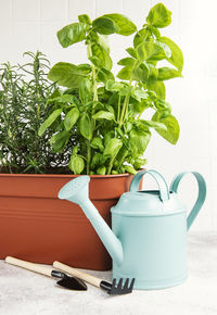 Gardening tools, watering can and herbs plants, rosemary, basil on the table