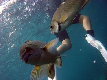 Fish swimming in water