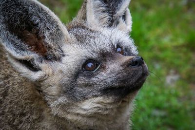 Close-up of an animal looking away