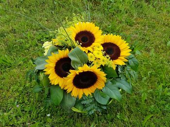 Close-up of yellow flowers blooming in field