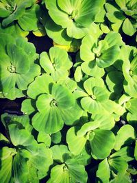 Full frame shot of plants