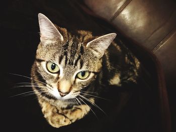 Close-up portrait of cat