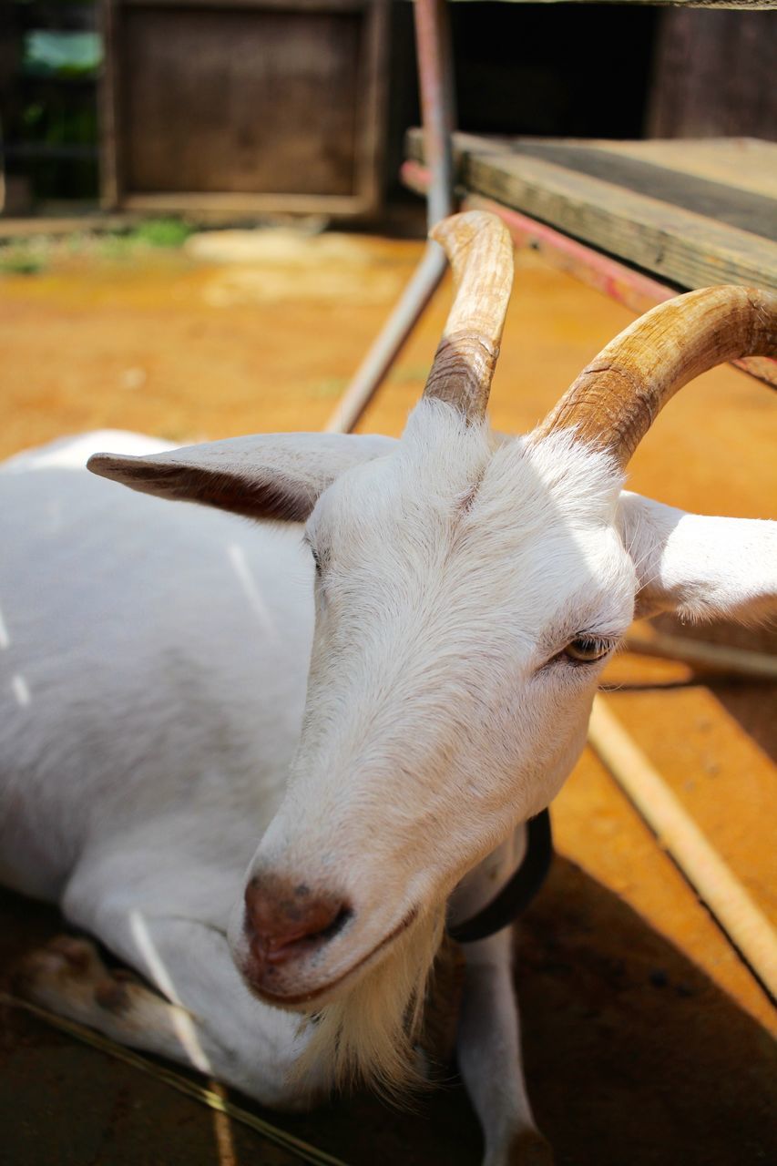 one animal, animal themes, domestic animals, livestock, focus on foreground, mammal, animal head, animal pen, herbivorous, domestic cattle, snout, no people, animal nose, zoology