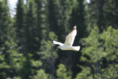 Seagull flying against tree