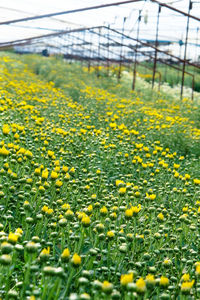 Close-up of yellow flowers on field