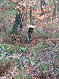 Bird on tree trunk in forest