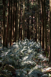 Trees in forest