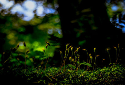 Close-up of grass in forest