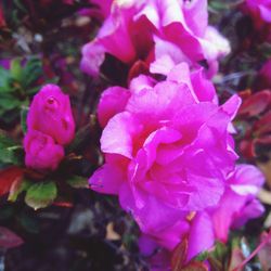 Close-up of pink rose blooming outdoors