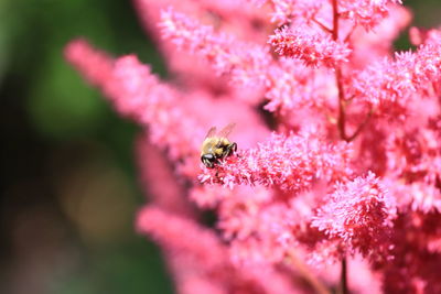 Close-up of bee pollinating on pink flower