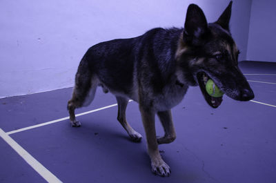 High angle view of dog looking away while standing against wall