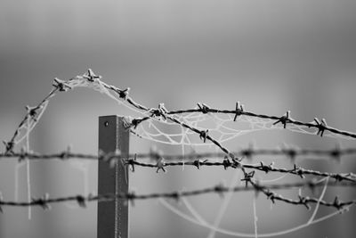 Close-up of spider web on barbed wires