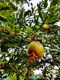 Low angle view of fruits on tree