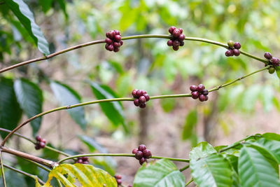 Close-up of berries growing on plant