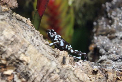 Close-up of lizard on rock