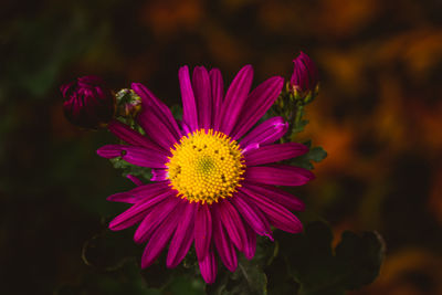 Close-up of pink flower