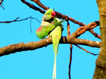 Low angle view of parrot perching on tree against blue sky
