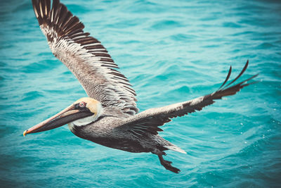 Close-up of bird flying in sea