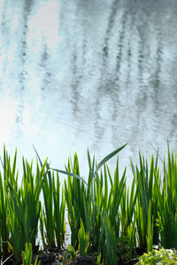 Plants growing on field by lake