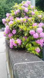 Close-up of pink flowers