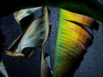 Close-up of lizard on leaves