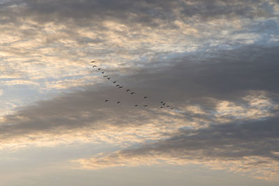 Silhouette birds migrating against sky during sunrise