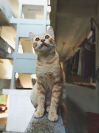 Cat looking away while sitting at home