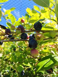 Close-up of fruits on tree