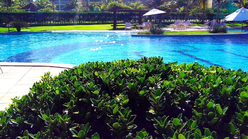 Swimming pool by trees