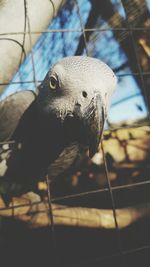 Close-up of bird in cage