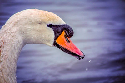 Close-up of swan swimming in lake