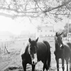 Horses in the field