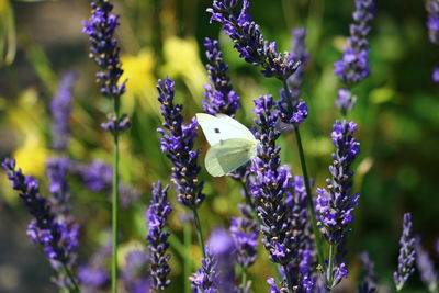 Close-up of butterfly pollinating on purple flowering plant