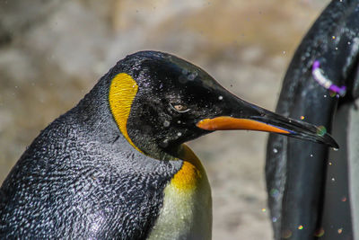 Close-up of a bird