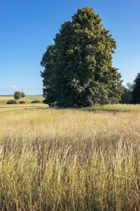 Scenic view of field against clear sky