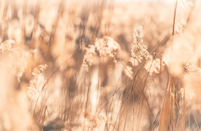Details in a field of reeds in backlight