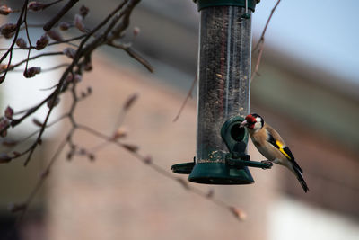 Goldfinch sits at the feed column and feeds