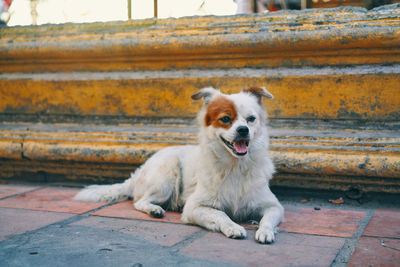 Portrait of dog sitting on footpath